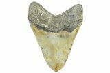 Fossil Megalodon Tooth - North Carolina #363752-2